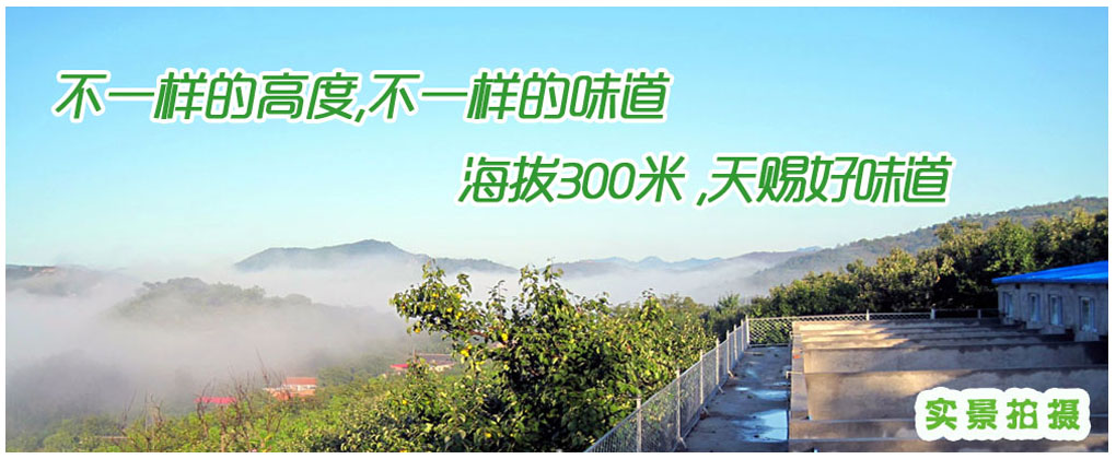 牧凯丰黑猪